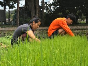 planting rice paddy 16 Knee and Bank