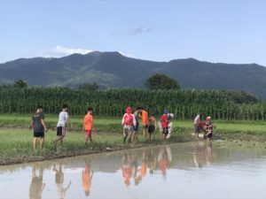 planting rice paddy 19