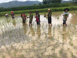 planting rice paddy 20