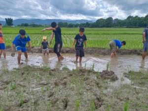 planting rice paddy 3