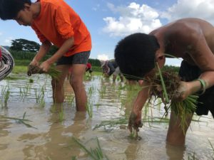 planting rice paddy 32
