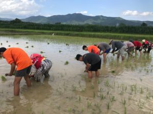 planting rice paddy 33