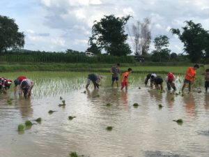 planting rice paddy 34
