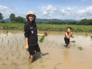 planting rice paddy 5