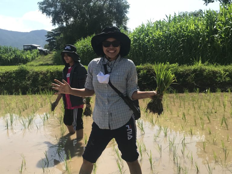 planting rice paddy 5 with Faa