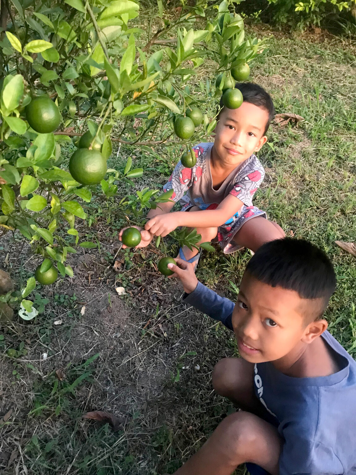 Boys Picking Fruit